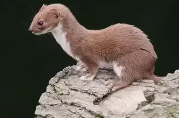 Объявления о пропавших и найденных животных, Санкт-Петербург, фото: Пропала ласка, Невский пр., 108Р, СПб