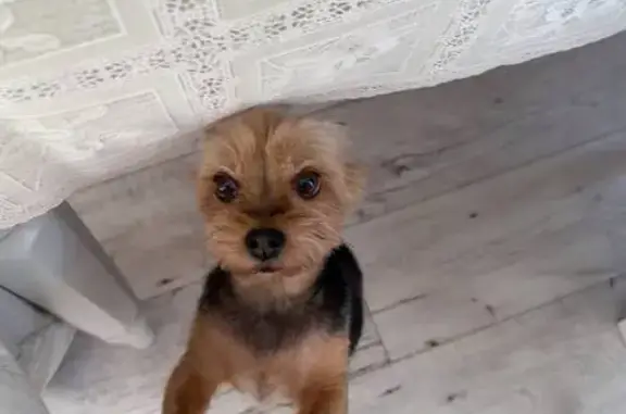 Пропала собака, ул. Лебедева 5А, Северодвинск