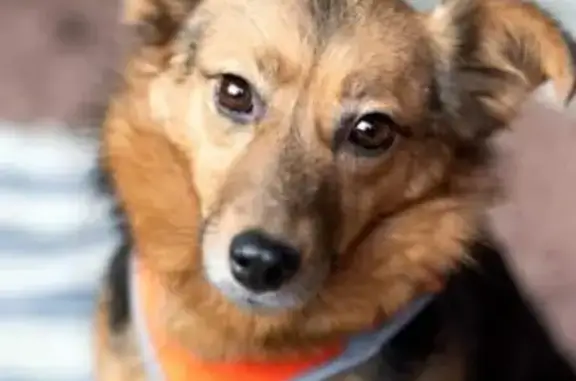 Пропала собака, Окружной проезд, Москва