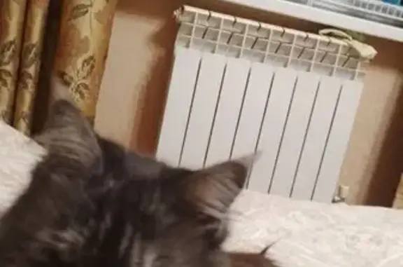 Пропала кошка, ул. Щербакова, Тюмень