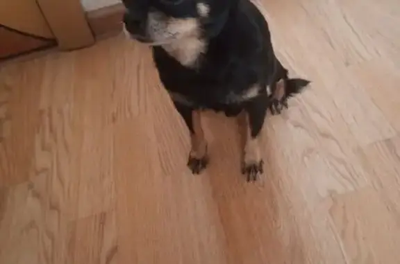 Найдена собака в Шахтах, Ростовская область