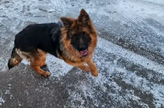 Найдена собака, Курск, фото: Собака найдена: Бочаровская 3, Курск