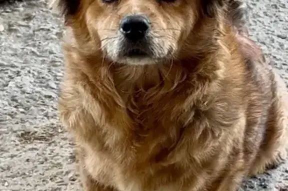 Пропали собаки в Славянске-на-Кубани, Кубрис