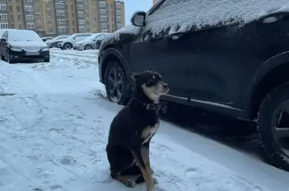 Потерянные животные Чебоксары, фото: Пропала собака на Новогородской, Чебоксары
