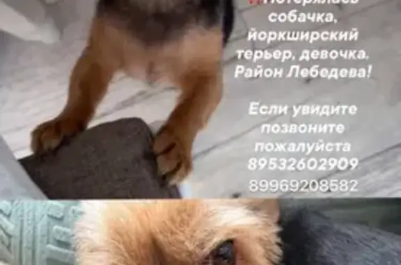 Пропала собака, ул. Лебедева, 7А, С-винск