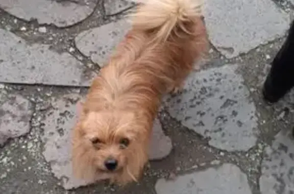 Собаки потеряшки, Артём, фото: Потеряшка рыжий шпиц, Хасанская 9, Артём