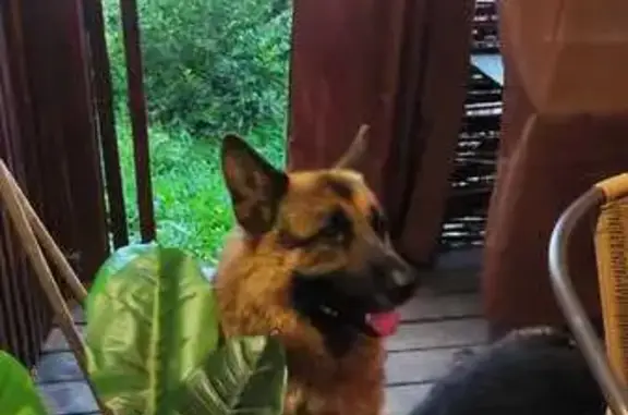 Собаки потеряшки, Жилино, фото: Потеряшка немецкая овчарка, Жилино, 1М