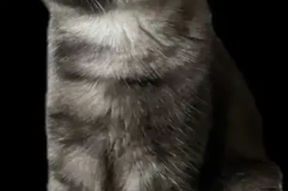 Пропала кошка Лея, ул. Школьная, 21