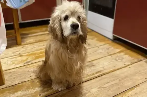 Пропала собака, Коробово, 22Н-1942