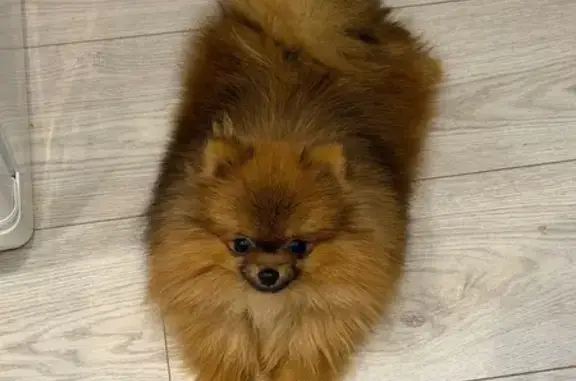 Пропала собака, Старый Оскол, Булка 2