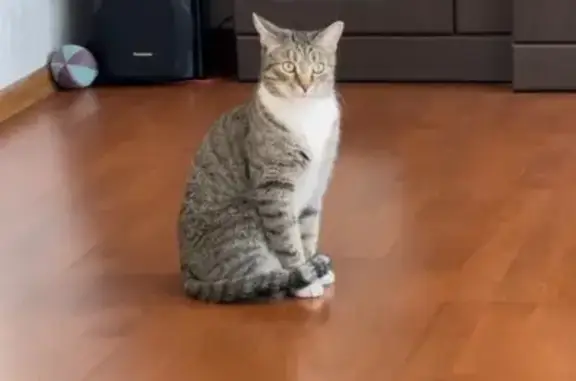 Кошки потеряшки, Щёлково, фото: Потеряшка кошка, Клязьминская ул., 10, Щёлково