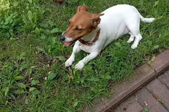 Потерянные животные Брянск, фото: Пропала собака, Ново-Советская 144А, Брянск