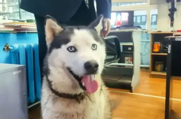 Найдена собака, Москва, фото: Собака найдена на Профсоюзной, Москва