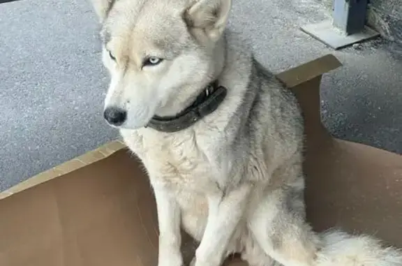 Найдена собака, Аксай, фото: Хаски найдена у Темп-Авто, Аксай