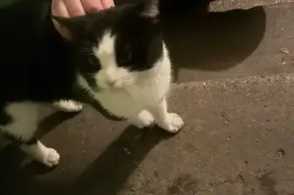 Найдена кошка, Мурманск, фото: Кошка найдена в подъезде ул. Хлобыстова