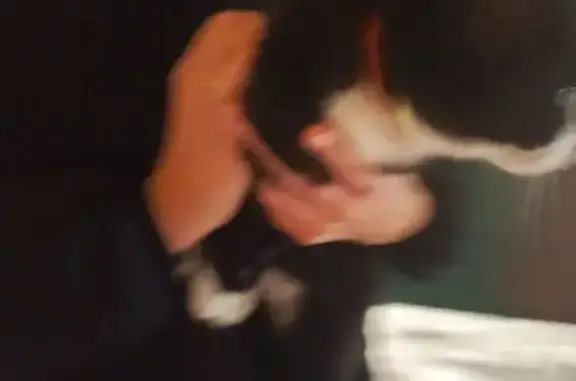 Найдена кошка, Колтушское, фото: Кошка найдена в Колтушах, Ленобласть