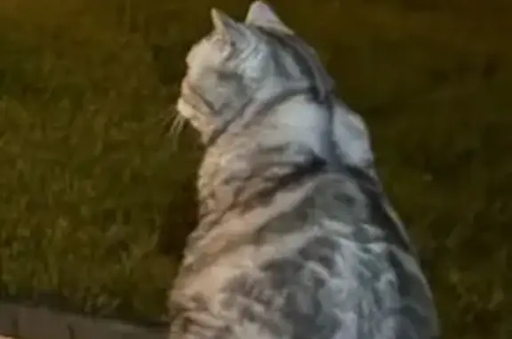 Пропал кот, ул. Верхние Поля, Калининград