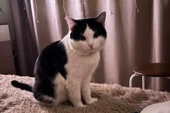 Пропал кот Филя, ул. Фрунзе, Ишим