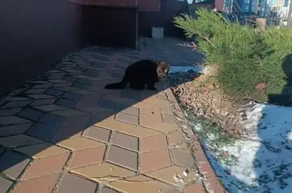 Найдена кошка, Брянск, фото: Найдена черная кошка, ул. Горбатова, 29