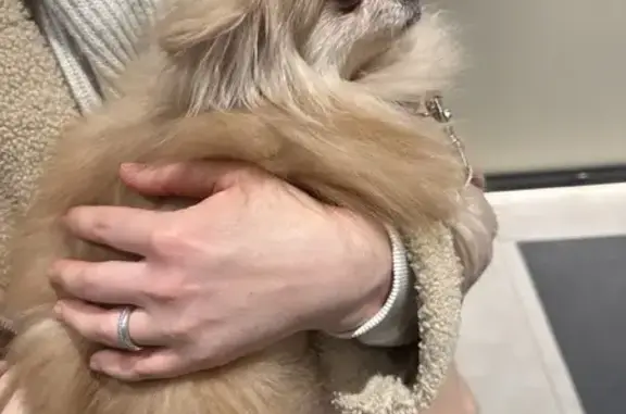 Найдена собака, Москва, фото: Шпиц найден на Перекопской улице, Москва