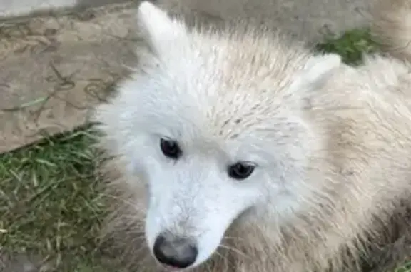 Найдена собака, Краснодар, фото: Найден японский шпиц, Багратионовская ул.