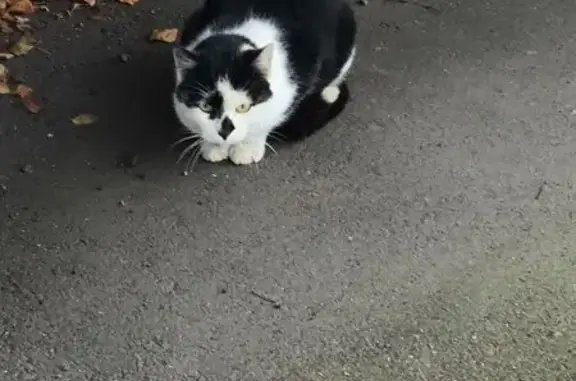 Найдена кошка, Санкт-Петербург, фото: Найдена кошка, пр. Космонавтов, СПб