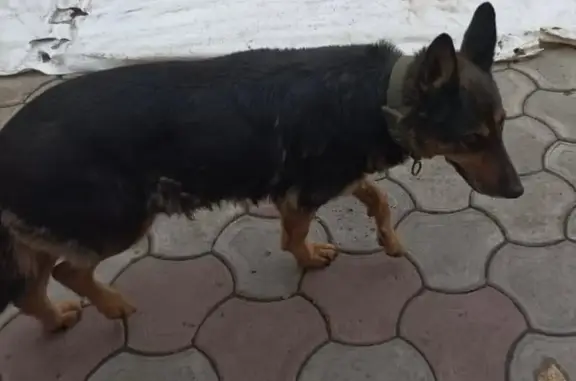 Пропала овчарка, ул. Ракитянского, Кемерово