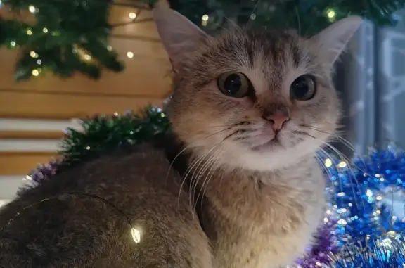 Найдена кошка, Иглино, фото: Кошка найдена: Вербная ул., 14, Иглино