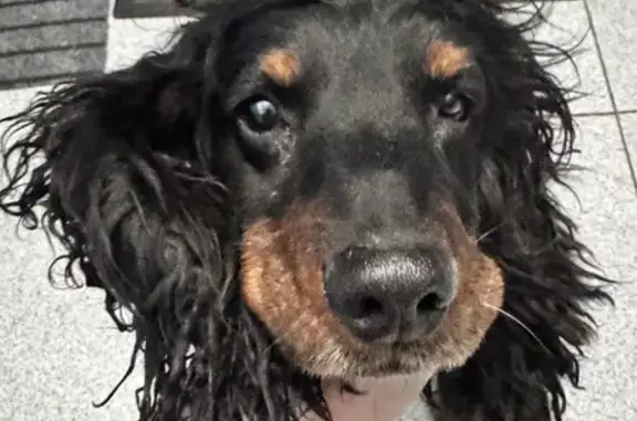 Собаки потеряшки, Чита, фото: Потеряшка спаниэль на Усуглинской, Чита