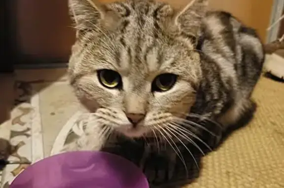 Найденные животные Кострома, фото: Кошка найдена: ул. Нижняя Дебря, 68