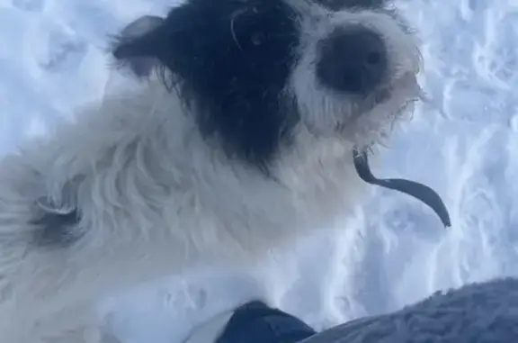 Найдена собака, Бор, фото: Найдена собака на Клубной, 2А, Бор