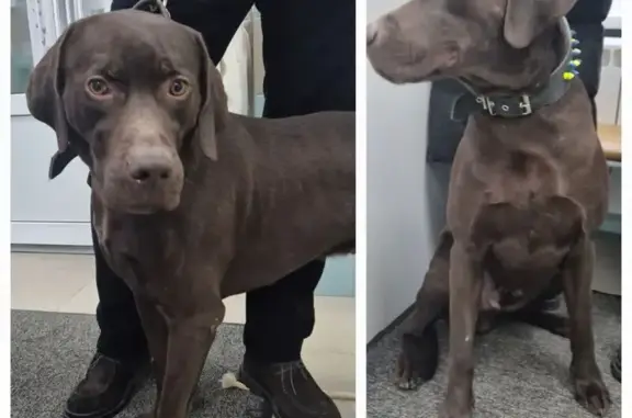 Найдена собака, Домодедово, фото: Собака найдена у складов Триколор, с14