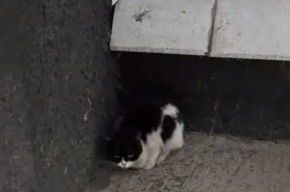 Найдена кошка, Санкт-Петербург, фото: Найдена кошка, ул. Седова, СПб