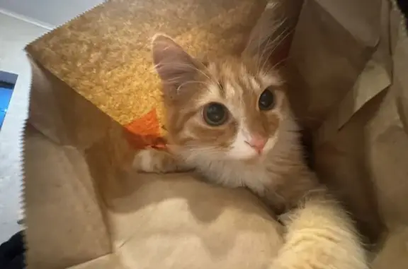 Пропала кошка, ул. Лумумбы 41, Майкоп