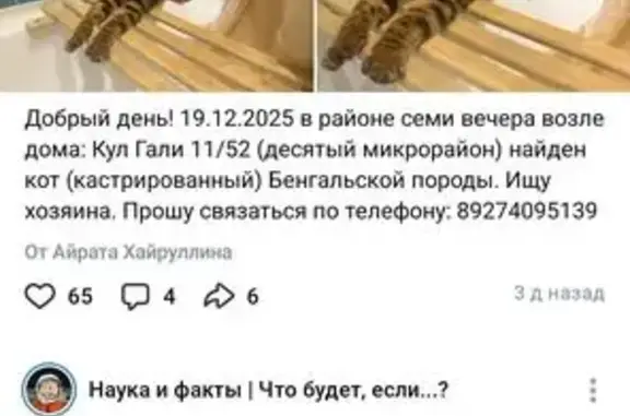 Найдена кошка, Казань, фото: Найдена кошка, Кул Гали 11/52, Казань