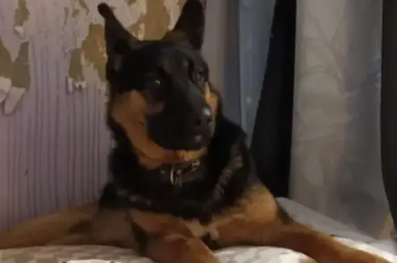 Найдена собака, Мостовик, фото: Найден щенок овчарки, Пионерская ул.