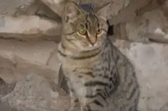 Найдена кошка, Астрахань, фото: Кошка найдена: Хибинская ул. 4, Астрахань