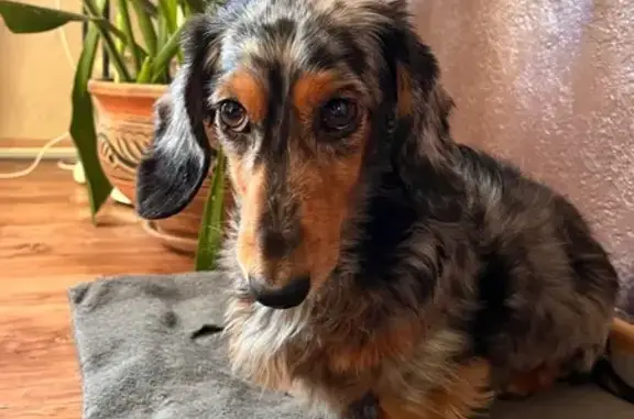 Найдена собака, Северный, фото: Такса найдена: Белгород, Северный