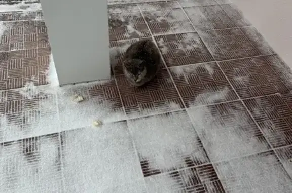 Найдена кошка, Пенза, фото: Кошка найдена на ул. Лермонтова, 3 к2