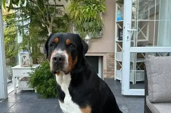 Собаки потеряшки, Ямны, фото: Потеряшка собака в Ямнах, Тульская область