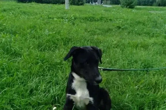 Пропала собака, Ферганская 22, Екатеринбург