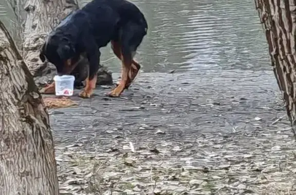 Найдена собака, Ростов-на-Дону, фото: Собака найдена: ул. Большая Садовая, Ростов-на-Дону