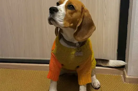 Пропала собака, ул. Жукова, СПб