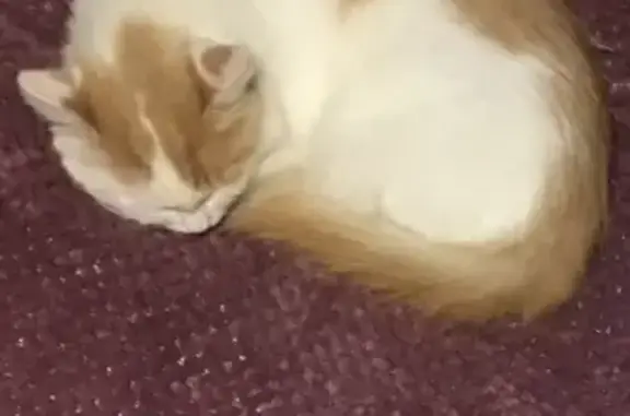 Пропала кошка, ул. Центральная, Красногорск