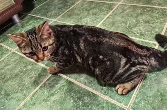 Найдена кошка, Барнаул, фото: Кошка найдена: ул. Энтузиастов, 28, Барнаул