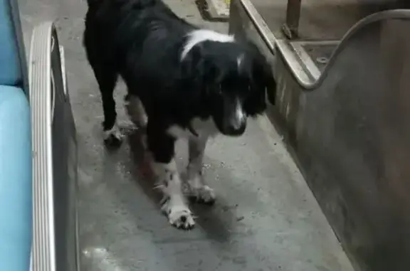 Найдена собака, Томск, фото: Собака найдена: Комсомольский проспект, Томск