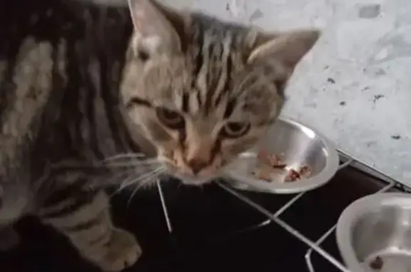 Объявления о пропавших и найденных животных, Таганрог, фото: Кошка найдена: Вишнёвая ул., 13, Таганрог