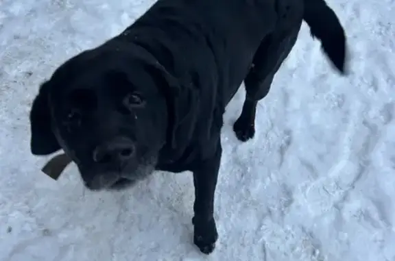 Найдена собака, Ярославль, фото: Лабрадор найден: Суздальская ул, 192, Ярославль