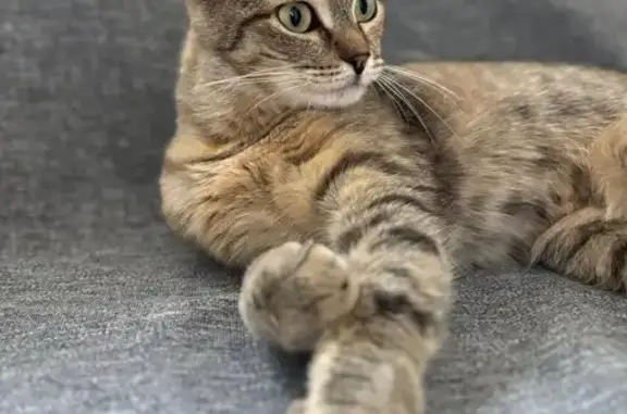 Пропала кошка на ул. 1 Мая, Павловский Посад