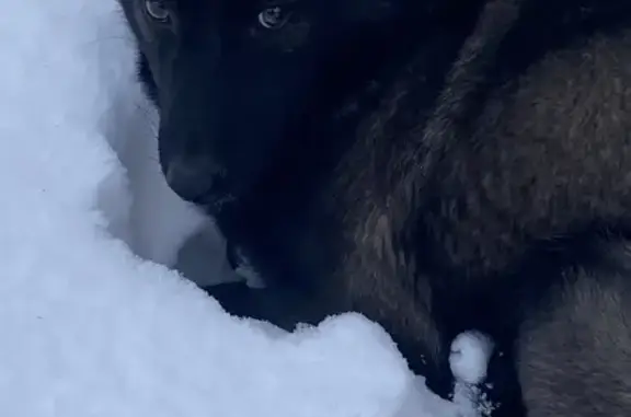 Найдена собака, Горно-Алтайск, фото: Собака на парковке больницы, Коммунистический 140